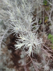 Artemisia filifolia
