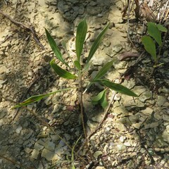 Oenothera macrocarpa