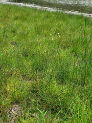 Eleocharis ovata