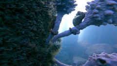 Hippocampus abdominalis