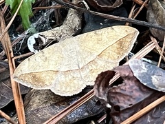 Anticarsia