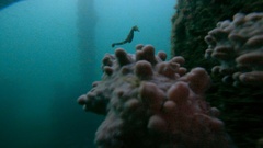 Hippocampus abdominalis