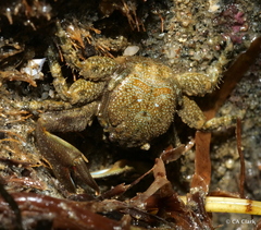 Petrolisthes cabrilloi