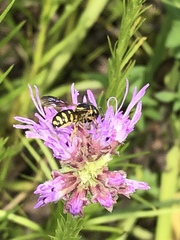 Dianthidium