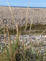 Leymus mollis