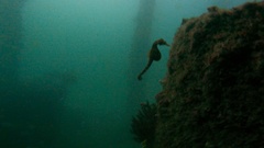 Hippocampus abdominalis
