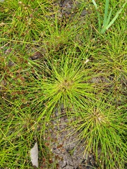 Eleocharis ovata
