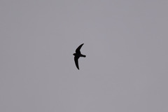 Cypseloides niger borealis