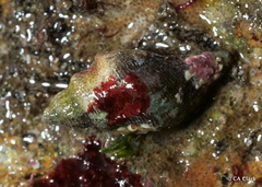 Acanthinucella spirata