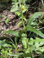 Senecio bigelovii