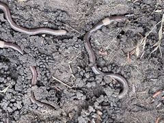 Lumbricus terrestris