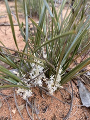 Lomandra effusa