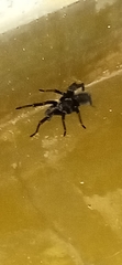 Theraphosinae
