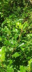 Acanthus ilicifolius