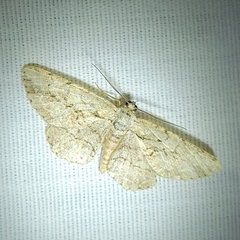 Anavitrinella pampinaria