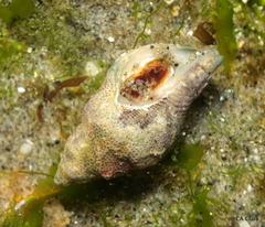 Acanthinucella spirata