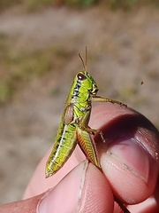 Melanoplus digitifer