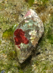 Acanthinucella spirata
