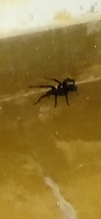 Theraphosinae