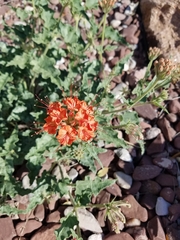 Nyctaginia capitata