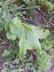 Veratrum viride