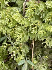 Hymenophyllum