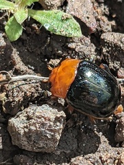 Chrysomelinae