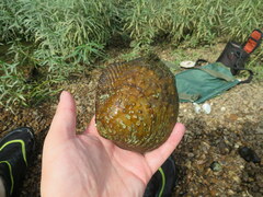 Cyclonaias tuberculata