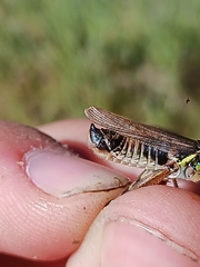 Melanoplus uinta