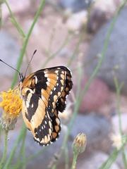 Chlosyne californica