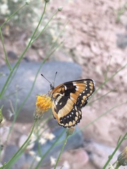 Chlosyne californica