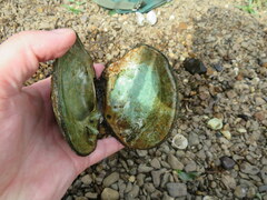 Cyclonaias tuberculata