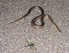 Pantherophis emoryi