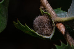 Disholandricus lasius