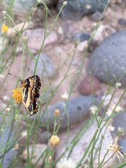 Chlosyne californica