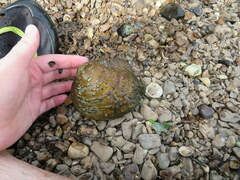 Cyclonaias tuberculata
