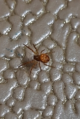 Araneus alsine