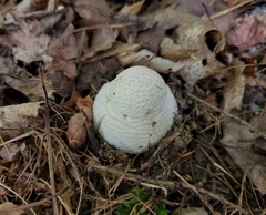 Amanita abrupta