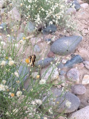 Chlosyne californica
