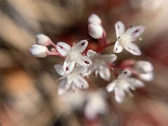 Sedum smallii