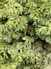 Hymenophyllum