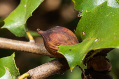 Heteroecus pacificus