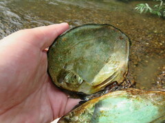 Cyclonaias tuberculata