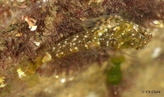 Clinocottus analis