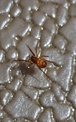 Araneus alsine