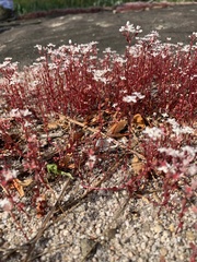 Sedum smallii