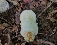 Amanita abrupta