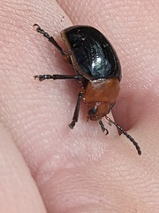 Chrysomelinae