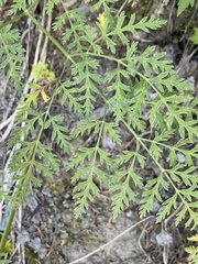 Ligusticum porteri