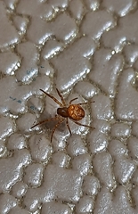 Araneus alsine